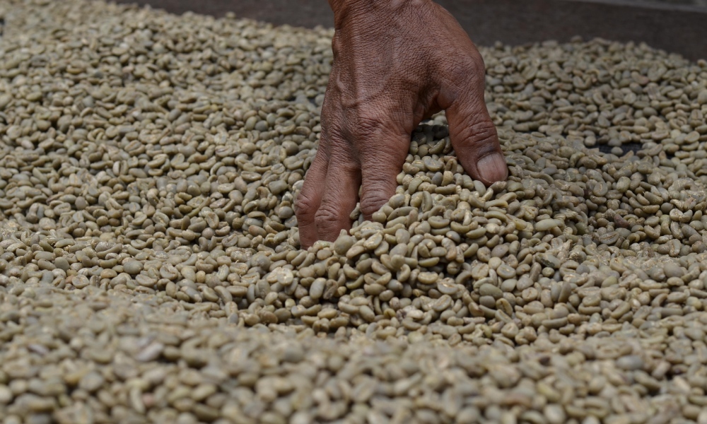 Clasificación y Selección de Café