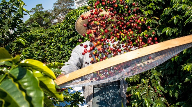 Asesoría en Cultivo y Procesos de Beneficiado de Café