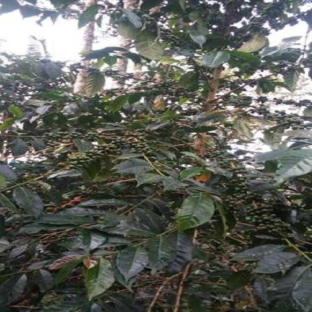 Café Verde Orgánico de Tingo Maria DCAFMT 46kg