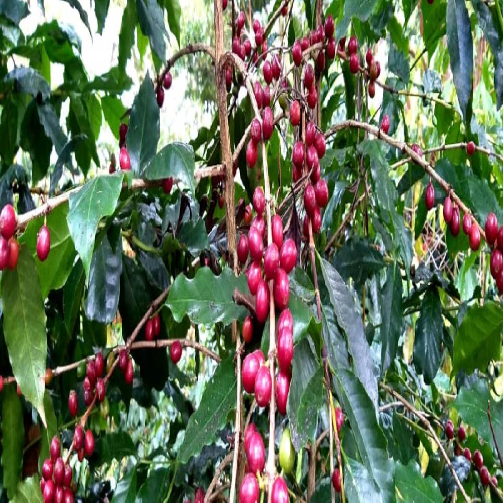 Guía de Variedades de Café