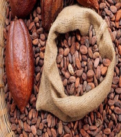 Cacao en grano 50KG